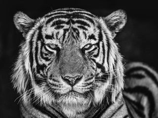 David Yarrow, The Cave, 2019 contemporary Print by the British Artist.