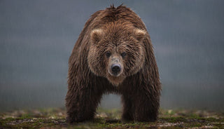Bearish (Colour)