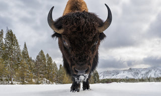 David Yarrow, Road Rage (Colour), 2026 contemporary Print by the British Artist.