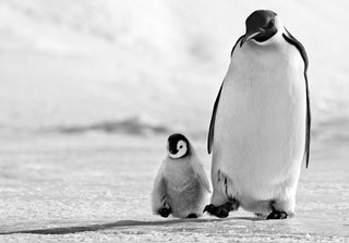 David Yarrow, Father and Son, 2010 contemporary Print by the British Artist.