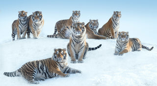David Yarrow, The Siberians, 2016 contemporary Print by the British Artist.