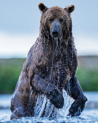 David Yarrow, Backcountry (Colour), 2025 contemporary Print by the British Artist.