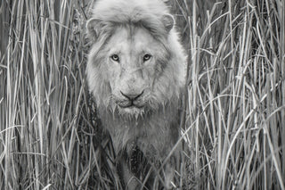 David Yarrow, Narnia, 2019 contemporary Print by the British Artist.