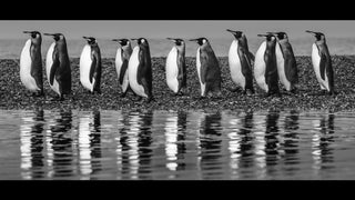 David Yarrow, Oceans Eleven, 2018 contemporary Print by the British Artist.