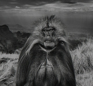 David Yarrow, Go Ahead Punk Make My Day, 2018 contemporary Print by the British Artist.
