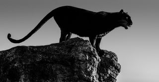 David Yarrow, Black Cat, 2019 contemporary Print by the British Artist.