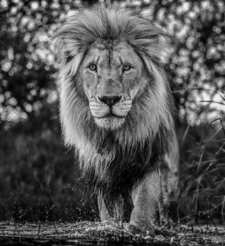 David Yarrow, Basic Instinct, 2020 contemporary Print by the British Artist.