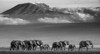 David Yarrow, Walk the Line, 2019 contemporary Print by the British Artist.