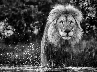 David Yarrow, After The Flood, 1995 contemporary Print by the British Artist.