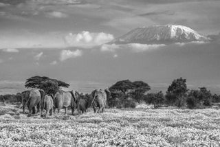 David Yarrow, The Garden of Eden, 2018 contemporary Print by the British Artist.