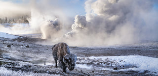David Yarrow, In the Beginning (Colour), 2026 contemporary Print by the British Artist.