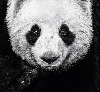 David Yarrow, Kung Fu Panda, 2016 contemporary Print by the British Artist.