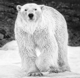 David Yarrow, Rush, 2017 contemporary Print by the British Artist.