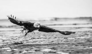 David Yarrow, Taking Flight, 2016 contemporary Print by the British Artist.