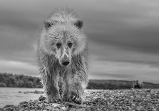 David Yarrow, Ted, 2018 contemporary Print by the British Artist.