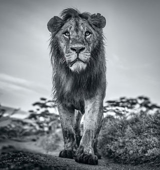 David Yarrow, The Morning Show, 2020 contemporary Print by the British Artist.
