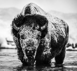David Yarrow, Boogie Nights, 2020 contemporary Works on Paper by the British Artist.