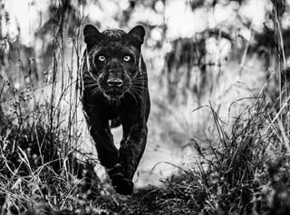 David Yarrow, The Black Panther Returns, 2019 contemporary Print by the British Artist.