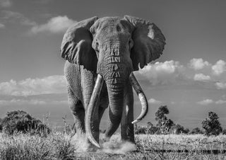 David Yarrow, Tim, 2019 contemporary Print by the British Artist.