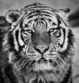 David Yarrow, Harbin, 2016 contemporary Print by the British Artist.