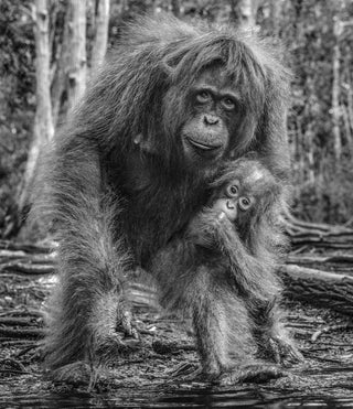 David Yarrow, The House of Orange (B&W), 2018 contemporary Print by the British Artist.