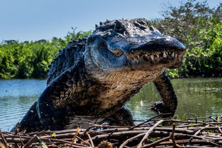 David Yarrow, Florida (Colour), 2026 contemporary Print by the British Artist.