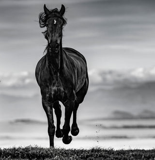 David Yarrow, Black Beauty, 2019 contemporary Print by the British Artist.