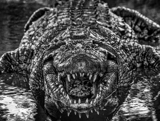 David Yarrow, Jurassic Park, 2024 contemporary Print by the British Artist.