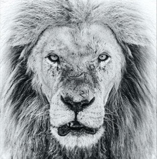 David Yarrow, Ghost Story, 2020 contemporary Print by the British Artist.