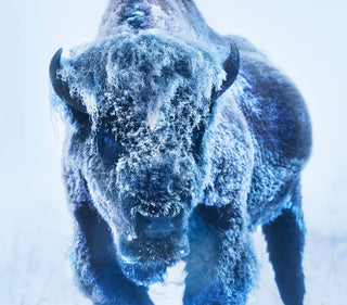 David Yarrow, The Ice Monster (Colour), 2025 contemporary Print by the British Artist.