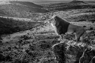 David Yarrow, Pride Rock, 2019 contemporary Works on Paper by the British Artist.
