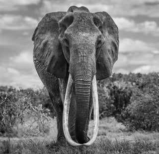 David Yarrow, The Final Few, 2017 contemporary Print by the British Artist.