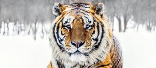 David Yarrow, The Siberian II, 2024 contemporary Print by the British Artist.