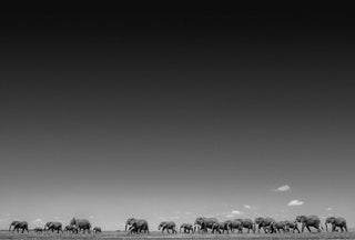 David Yarrow, Life on Earth, 2015 contemporary Print by the British Artist.