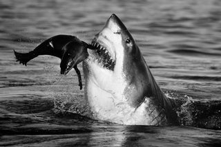 David Yarrow, Jaws, 2015 contemporary Print by the British Artist.
