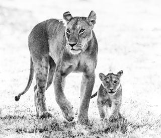 David Yarrow, Mothers Day, 2017 contemporary Print by the British Artist.