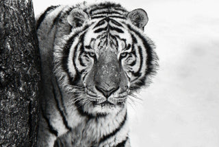 David Yarrow, Good Morning Siberia, 2018 contemporary Print by the British Artist.