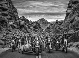 David Yarrow, The Leader of the Pack, 2019 contemporary Print by the British Artist.