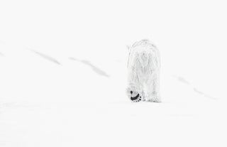 David Yarrow, 78 Degrees North II, 2017 contemporary Print by the British Artist.