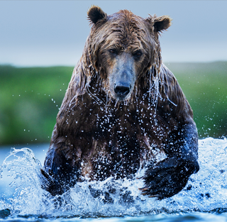 David Yarrow, Gone Fishing (Colour), 2025 contemporary Print by the British Artist.