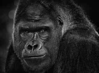 David Yarrow, My Dear Watson, 2023 contemporary Print by the British Artist.
