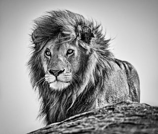 David Yarrow, The Cure, 2020 contemporary Print by the British Artist.