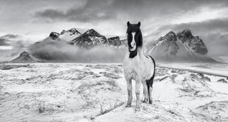 David Yarrow, True North, 2022 contemporary Works on Paper by the British Artist.
