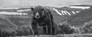 David Yarrow, Pebble Beach, 2021 contemporary Print by the British Artist.