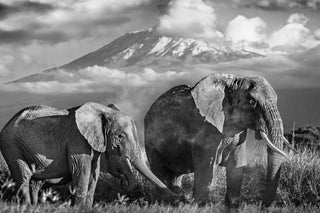 David Yarrow, Kilimanjaro, 2015 contemporary Print by the British Artist.