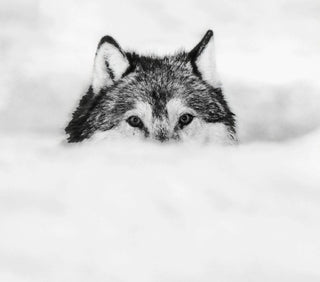 David Yarrow, Encroachment, 2017 contemporary Print by the British Artist.