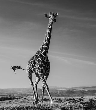 David Yarrow, Tiny Dancer, 2019 contemporary Print by the British Artist.