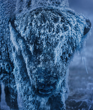 David Yarrow, 25 Degrees Below (Colour), 2026 contemporary Print by the British Artist.