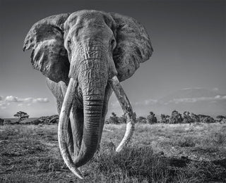 David Yarrow, Space for Giants, 2020 contemporary Print by the British Artist.