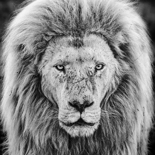 David Yarrow
